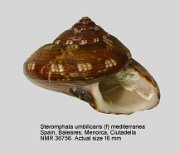 Steromphala umbilicaris (f) mediterranea